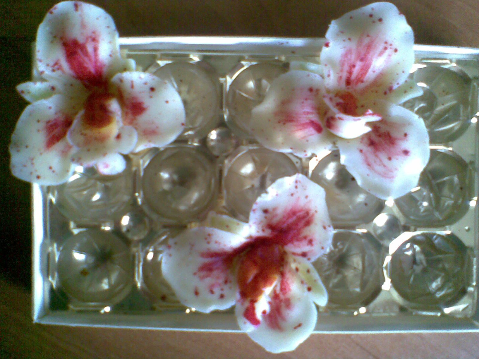 orchidea 1.
