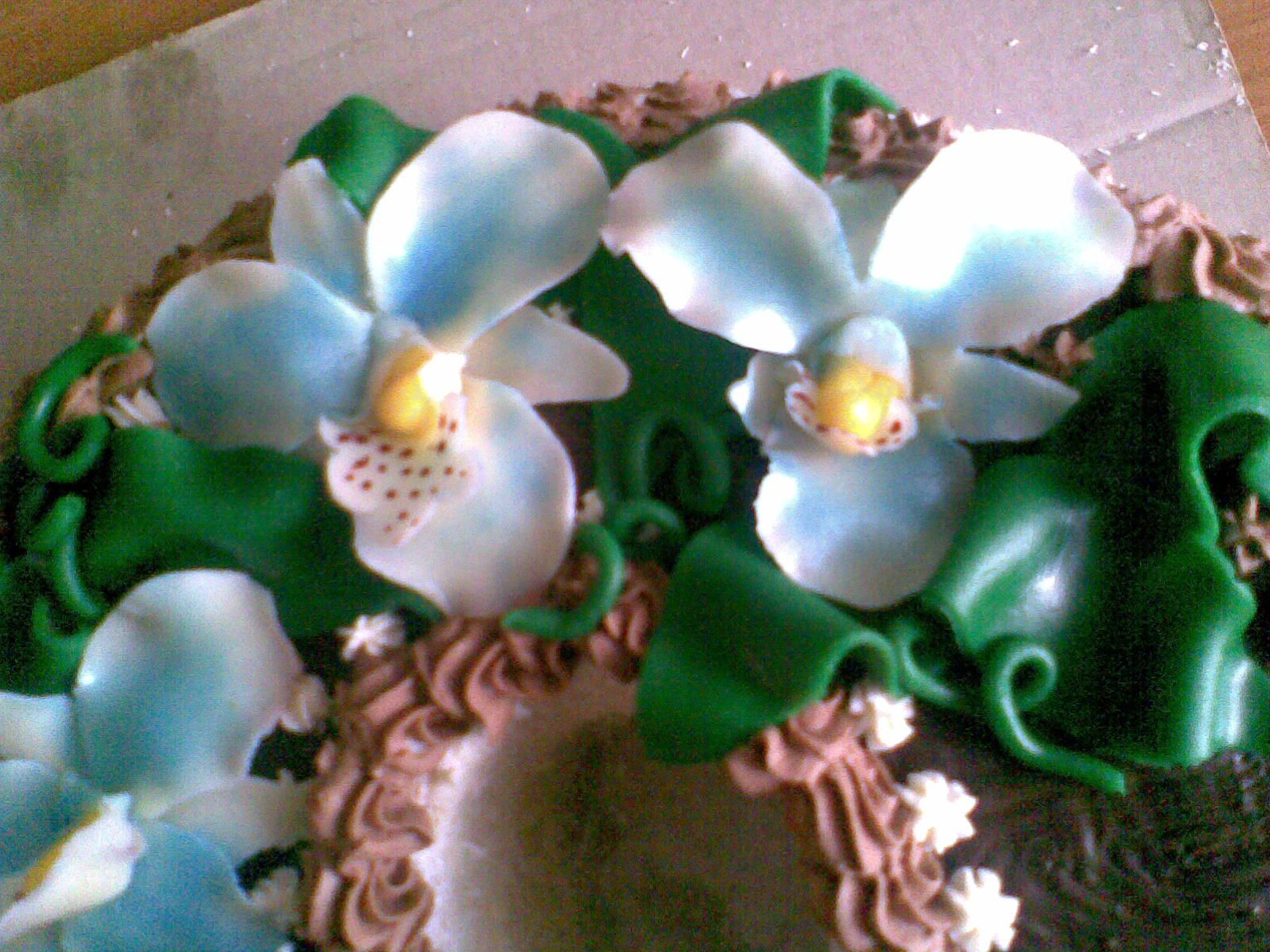 orchidea 3.